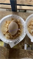 1 Fertile Peafowl Egg