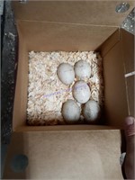 5 Fertile Muscovy Duck Eggs