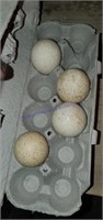4 Fertile Turkey Eggs