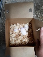 3 Fertile White Turkey Eggs