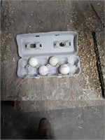 4 Fertile Muscovy Eggs