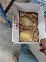 2 Fertile Rhea Eggs - Laid Between 4/8 & 4/14