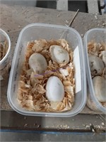 3 Fertile Chinese Goose Eggs