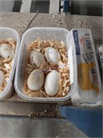 4 Fertile Chinese Goose Eggs