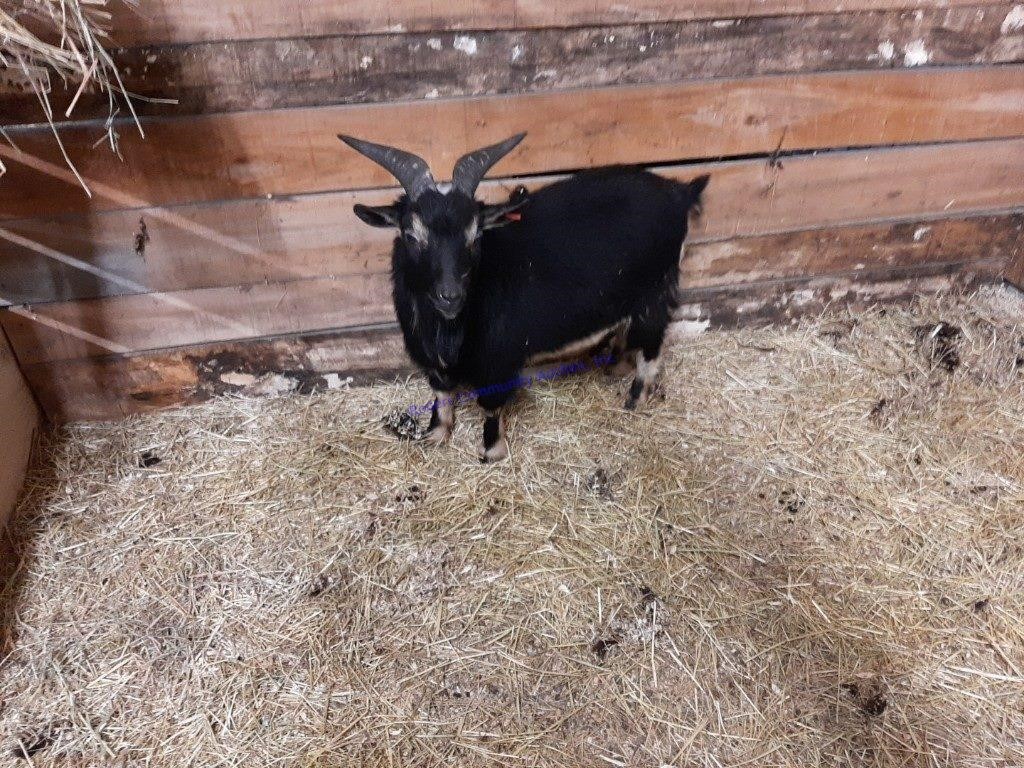 Small Animal Online Auction 4-16-21