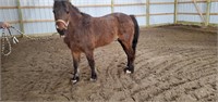 51 " PONY GELDING 15 YRS OLD