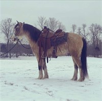 5YR OLD GYPSY VANNER CROSSBRED