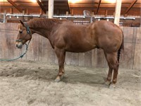 10 YR OLD AQHA GELDING