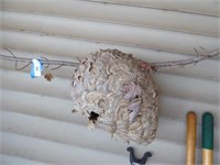 Wasp nest