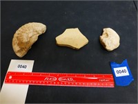 Lot of 3 Fossils