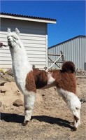 Cascade Llama Auction 2021