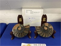 MADAGASCAR AMMONITE FOSSILS