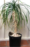 36" Tall Palm Plant