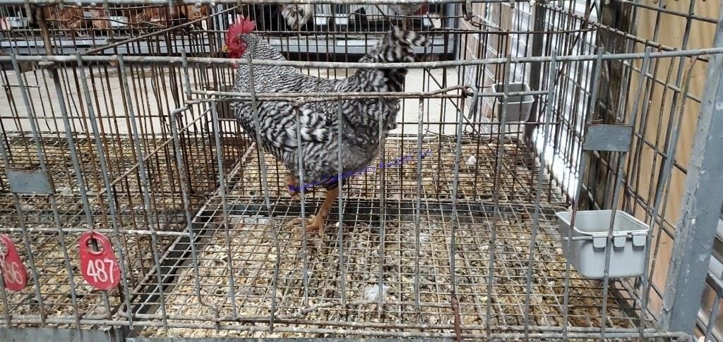 Small Animal Online Auction 4-16-21