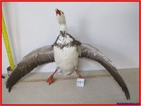 NICE BLUE GOOSE MOUNT WITH ROPE TO HANG IT