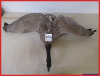 NICE CANADIAN GOOSE MOUNT WITH ROPE TO HANG IT
