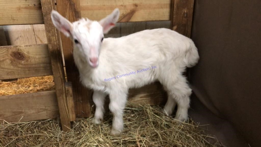 Small Animal Online Auction 4-16-21