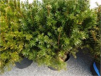 5 GAL TAXUS