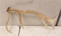 ELK ANTLER, 32"