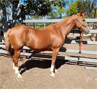 "Blondie" 2005 Stock Horse Mare