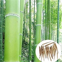 New 2 packs Moso Giant bamboo seeds, about 50