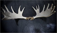 Genuine Moose Antlers 38"W