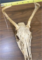 Deer Skull (Ronnie)
