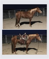 3 YEAR OLD QUARTER HORSE