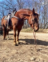 6 YEAR OLD DRAFT MARE