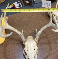 Deer Skull (David)