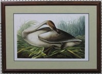 Trumpeter Swan by John J. Audubon