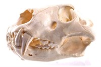 Professional Taxidermy African Male Lion Skull