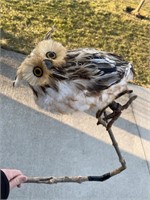 Fake owl