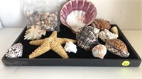 LARGE LOT OF SEASHELLS - VARIOUS SIZES