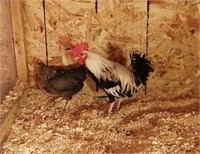 Pair of silver Duckwing  Bantam roosters & Hen