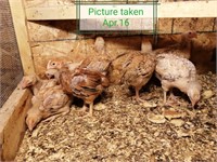 6 Western Rustic Chicks, good meat birds, March 19