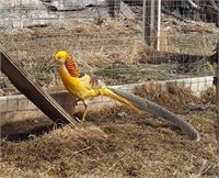 3 yr old Golden Male Pheasant