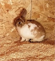 1 Holland Lop Doe, 6 months