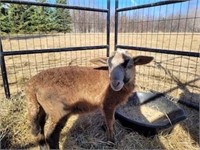 Katahdin/Black Belly Ram Lamb