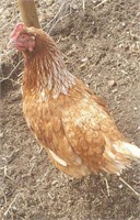 Isa Brown hen