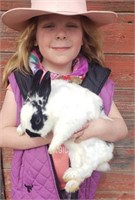 Black & White Yearling Male Rabbit