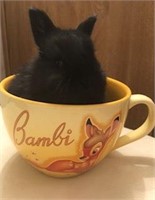Month old Bunny (dob:April 1st)