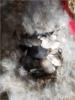 2 yr old Female Rabbit w/ 6 Babies & Cage