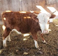 Mini Herford heifer