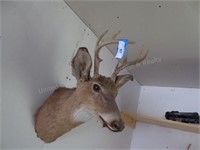 Deer head mount