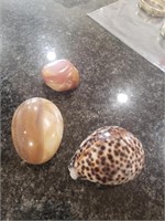Seashell and Polished Rocks