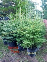 Spruce 5 to 6 ft Potted Trees