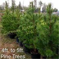 Pine Trees 4ft to 5ft Potted