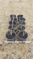 Okanese Starter Poplar Trees