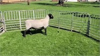 Yearling Ram - 12650